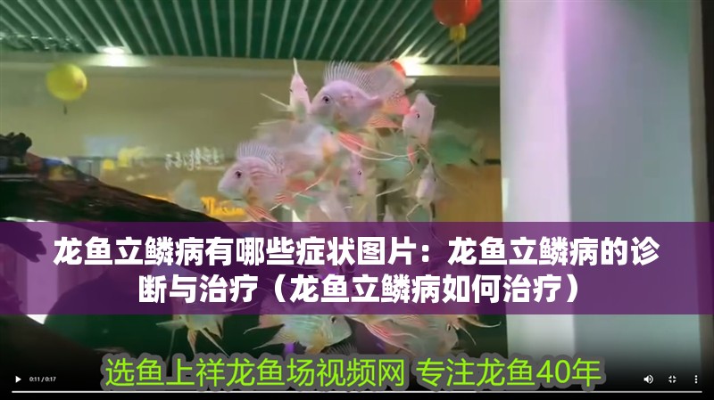 龍魚立鱗病有哪些癥狀圖片：龍魚立鱗病的診斷與治療（龍魚立鱗病如何治療）