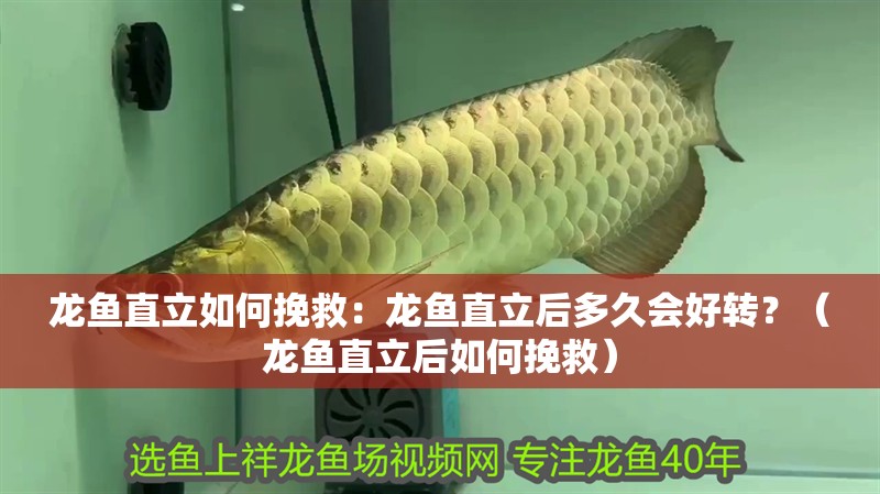 龍魚直立如何挽救：龍魚直立后多久會好轉？（龍魚直立后如何挽救）