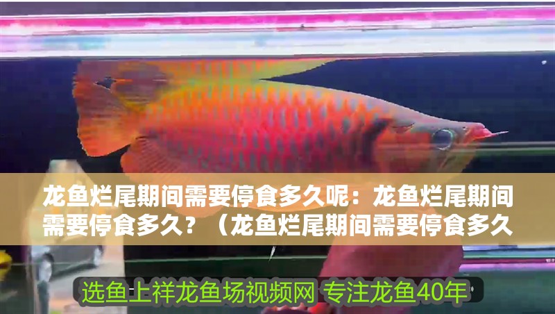 龍魚爛尾期間需要停食多久呢：龍魚爛尾期間需要停食多久？（龍魚爛尾期間需要停食多久）