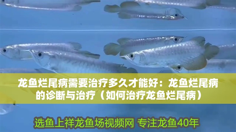 龍魚爛尾病需要治療多久才能好：龍魚爛尾病的診斷與治療（如何治療龍魚爛尾病）