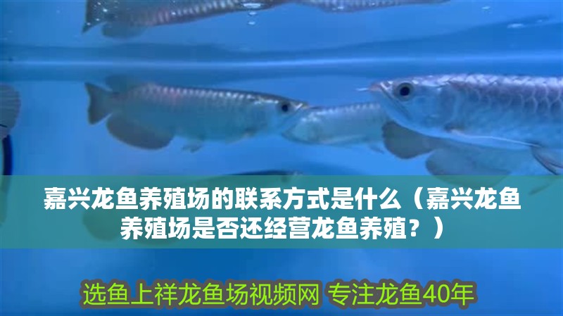 嘉興龍魚養殖場的聯系方式是什么（嘉興龍魚養殖場是否還經營龍魚養殖？）