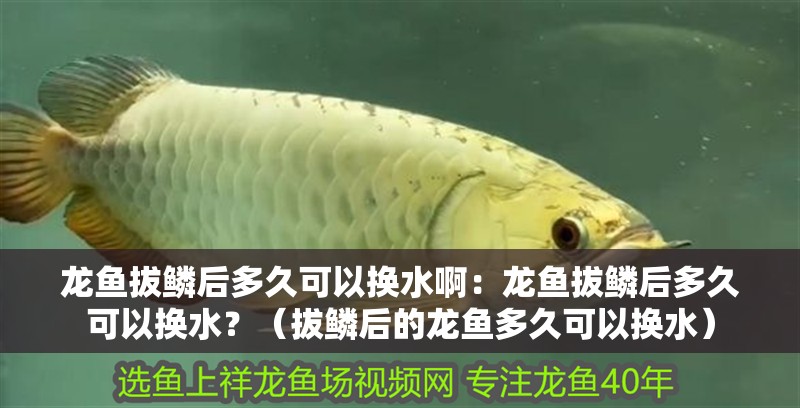 龍魚拔鱗后多久可以換水啊：龍魚拔鱗后多久可以換水？（拔鱗后的龍魚多久可以換水）