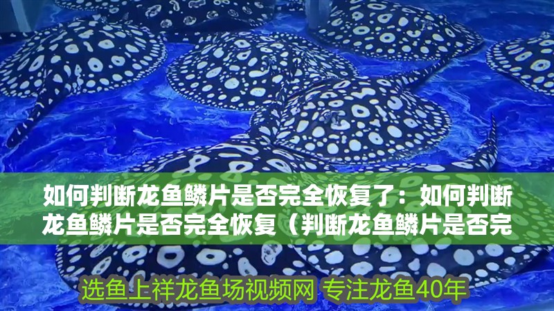 如何判斷龍魚鱗片是否完全恢復了：如何判斷龍魚鱗片是否完全恢復（判斷龍魚鱗片是否完全恢復情況是否完全恢復到最佳狀況）
