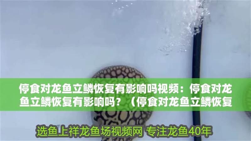 停食對龍魚立鱗恢復有影響嗎視頻：停食對龍魚立鱗恢復有影響嗎？（停食對龍魚立鱗恢復有影響嗎，）