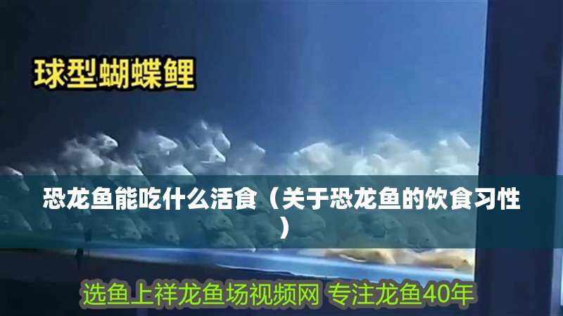 恐龍魚能吃什么活食（關于恐龍魚的飲食習性）