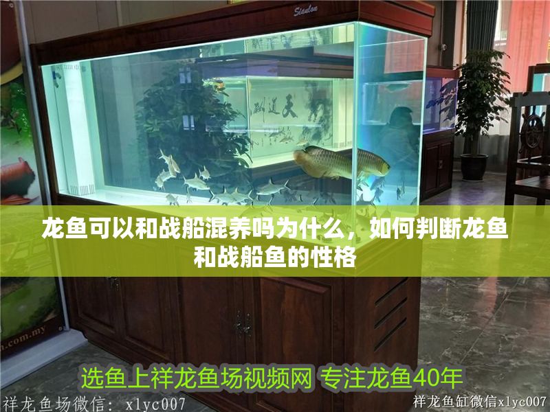 龍魚可以和戰船混養嗎為什么，如何判斷龍魚和戰船魚的性格