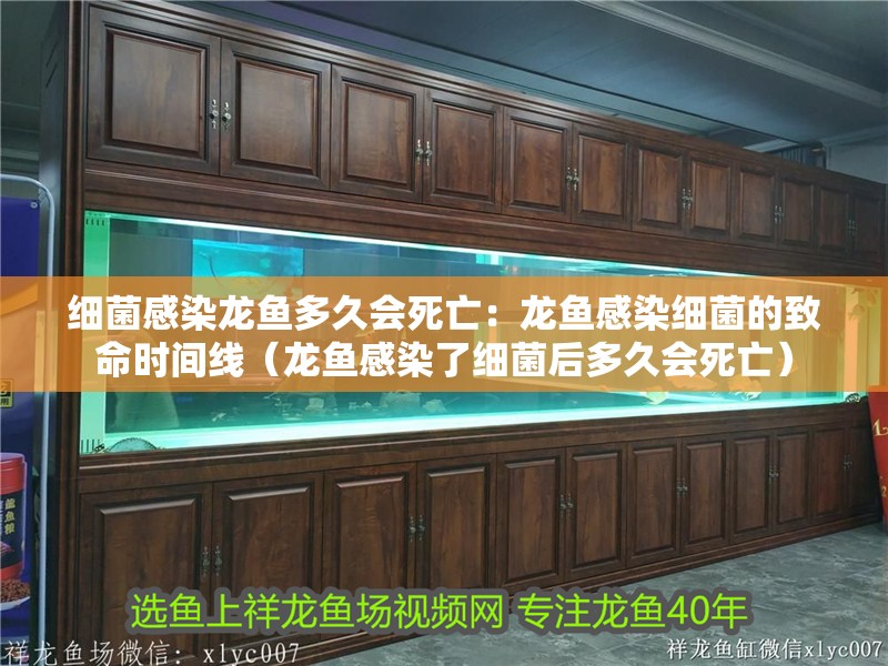 細(xì)菌感染龍魚多久會死亡：龍魚感染細(xì)菌的致命時間線（龍魚感染了細(xì)菌后多久會死亡）