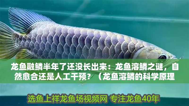 龍魚融鱗半年了還沒長出來：龍魚溶鱗之謎，自然愈合還是人工干預？（龍魚溶鱗的科學原理）