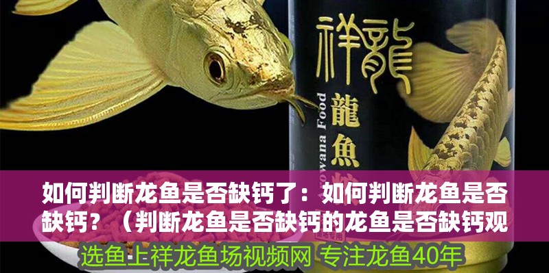 如何判斷龍魚(yú)是否缺鈣了：如何判斷龍魚(yú)是否缺鈣？（判斷龍魚(yú)是否缺鈣的龍魚(yú)是否缺鈣觀察其行為和缺鈣的方法）