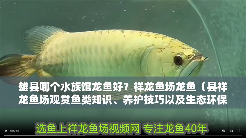 雄縣哪個水族館龍魚好？祥龍魚場龍魚（縣祥龍魚場觀賞魚類知識、養(yǎng)護技巧以及生態(tài)環(huán)保教育活動）