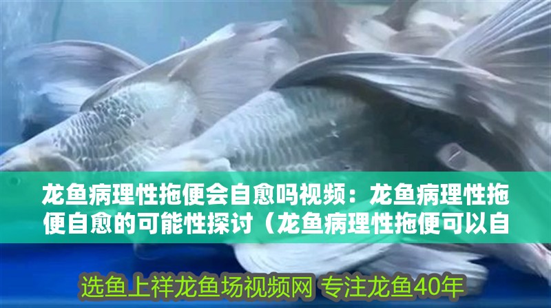 龍魚病理性拖便會自愈嗎視頻：龍魚病理性拖便自愈的可能性探討（龍魚病理性拖便可以自愈嗎，）
