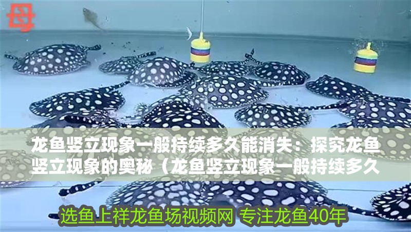 龍魚豎立現象一般持續多久能消失：探究龍魚豎立現象的奧秘（龍魚豎立現象一般持續多久呢？）