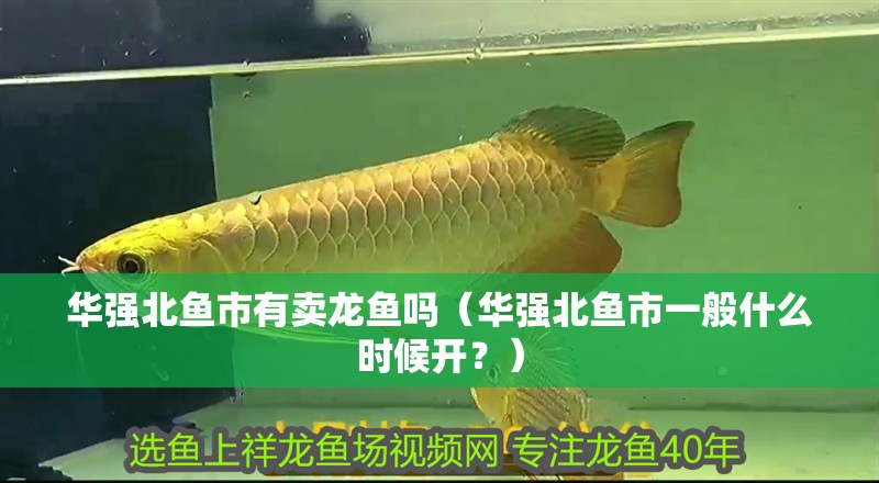華強北魚市有賣龍魚嗎（華強北魚市一般什么時候開？）