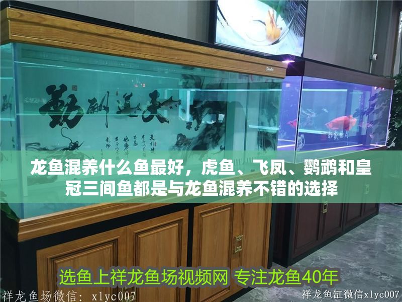 龍魚混養(yǎng)什么魚最好，虎魚、飛鳳、鸚鵡和皇冠三間魚都是與龍魚混養(yǎng)不錯的選擇