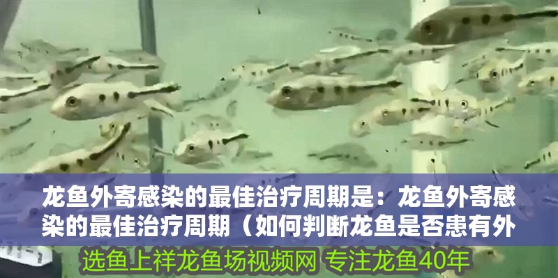 龍魚外寄感染的最佳治療周期是：龍魚外寄感染的最佳治療周期（如何判斷龍魚是否患有外寄感染）