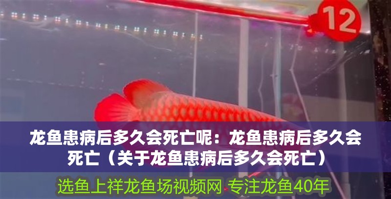 龍魚患病后多久會死亡呢：龍魚患病后多久會死亡（關(guān)于龍魚患病后多久會死亡）