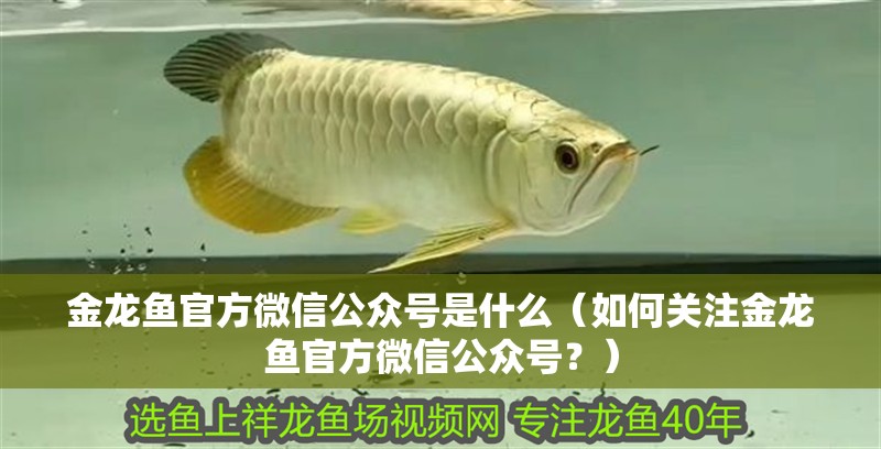 金龍魚官方微信公眾號是什么（如何關注金龍魚官方微信公眾號？）