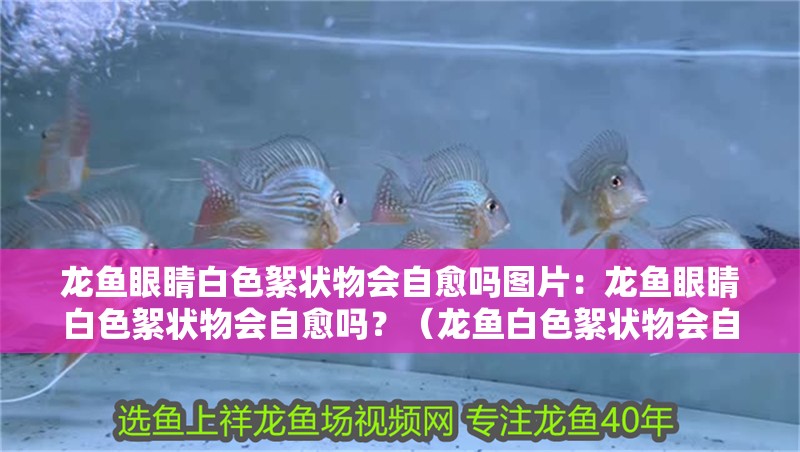 龍魚眼睛白色絮狀物會自愈嗎圖片：龍魚眼睛白色絮狀物會自愈嗎？（龍魚白色絮狀物會自愈嗎？）
