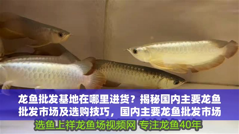 龍魚批發基地在哪里進貨？揭秘國內主要龍魚批發市場及選購技巧，國內主要龍魚批發市場分布及進貨選購全攻略 龍魚批發基地在哪里進貨？揭秘國內主要龍魚批發市場及選購技巧，國內主要龍魚批發市場分布及進貨選購全攻略 龍魚百科 第1張