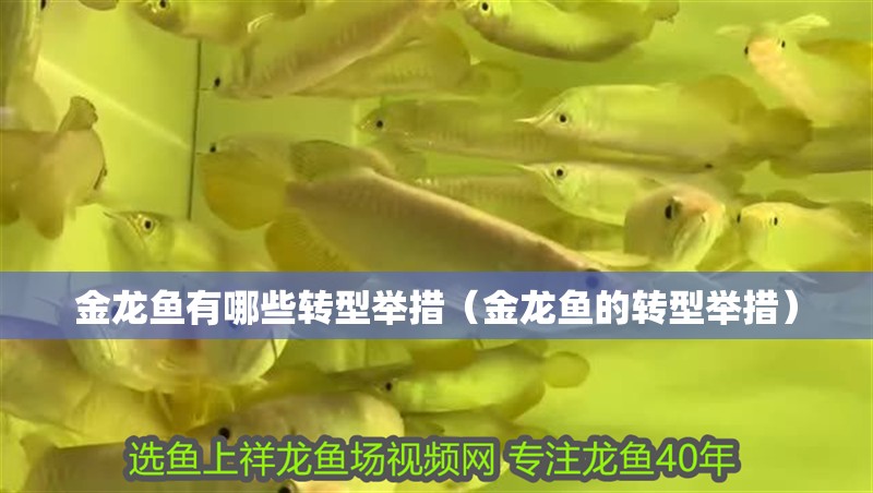 金龍魚有哪些轉型舉措（金龍魚的轉型舉措）