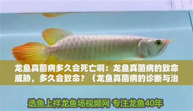 龍魚真菌病多久會死亡啊：龍魚真菌病的致命威脅，多久會致命？（龍魚真菌病的診斷與治療）