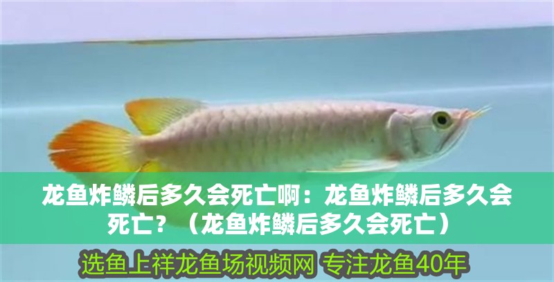 龍魚炸鱗后多久會死亡啊：龍魚炸鱗后多久會死亡？（龍魚炸鱗后多久會死亡）