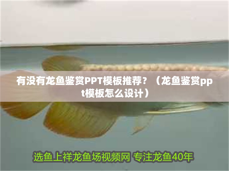 有沒(méi)有龍魚(yú)鑒賞PPT模板推薦？（龍魚(yú)鑒賞ppt模板怎么設(shè)計(jì)）