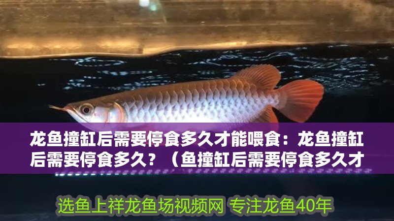 龍魚撞缸后需要停食多久才能喂食：龍魚撞缸后需要停食多久？（魚撞缸后需要停食多久才能喂食）