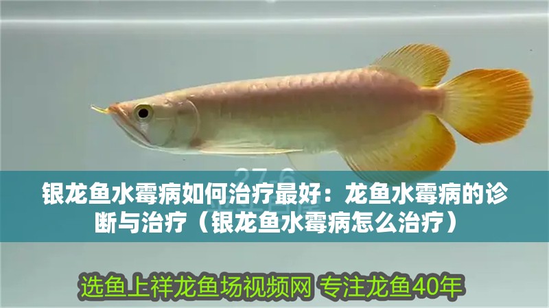 銀龍魚水霉病如何治療最好：龍魚水霉病的診斷與治療（銀龍魚水霉病怎么治療） 銀龍魚水霉病如何治療最好：龍魚水霉病的診斷與治療（銀龍魚水霉病怎么治療） 水族問答