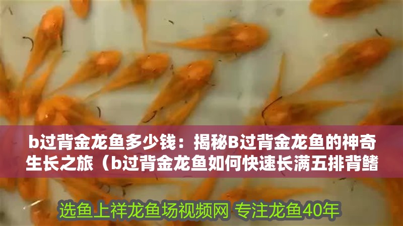 b過背金龍魚多少錢：揭秘B過背金龍魚的神奇生長之旅（b過背金龍魚如何快速長滿五排背鰭）