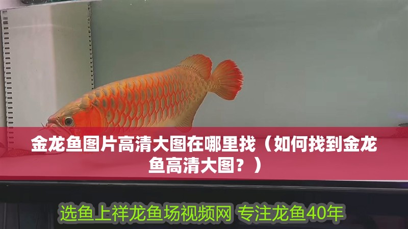 金龍魚圖片高清大圖在哪里找（如何找到金龍魚高清大圖？）