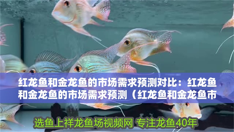 紅龍魚(yú)和金龍魚(yú)的市場(chǎng)需求預(yù)測(cè)對(duì)比：紅龍魚(yú)和金龍魚(yú)的市場(chǎng)需求預(yù)測(cè)（紅龍魚(yú)和金龍魚(yú)市場(chǎng)需求趨勢(shì)分析）