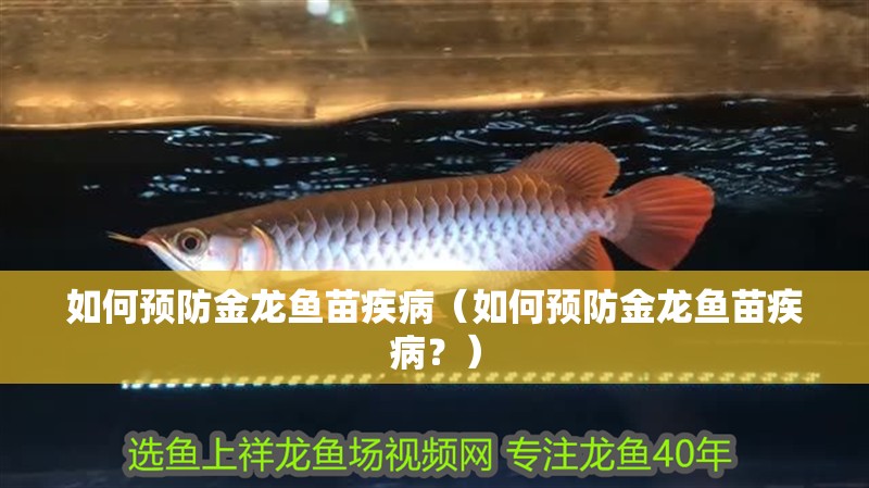 如何預防金龍魚苗疾?。ㄈ绾晤A防金龍魚苗疾?。浚? title=