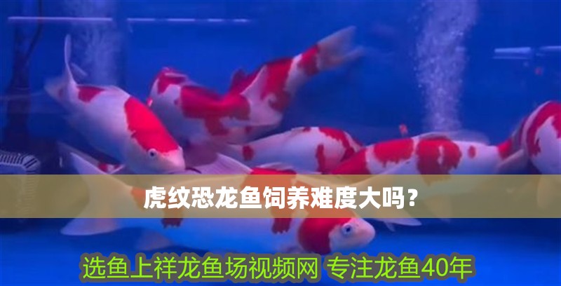 虎紋恐龍魚飼養難度大嗎？
