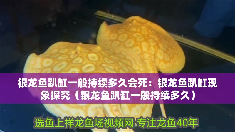 銀龍魚趴缸一般持續多久會死：銀龍魚趴缸現象探究（銀龍魚趴缸一般持續多久）