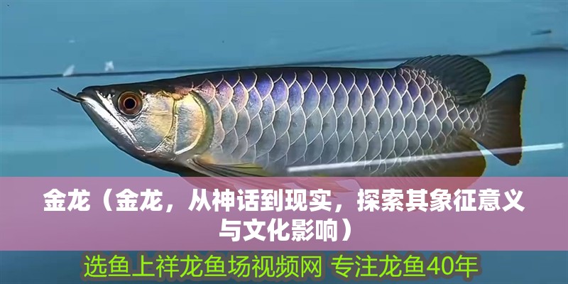 金龍（金龍，從神話到現實，探索其象征意義與文化影響）