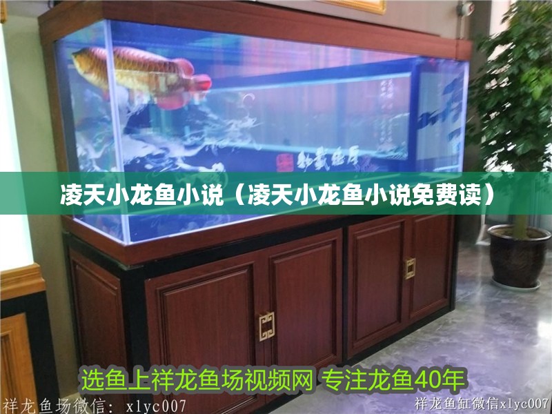 凌天小龍魚小說（凌天小龍魚小說免費讀）