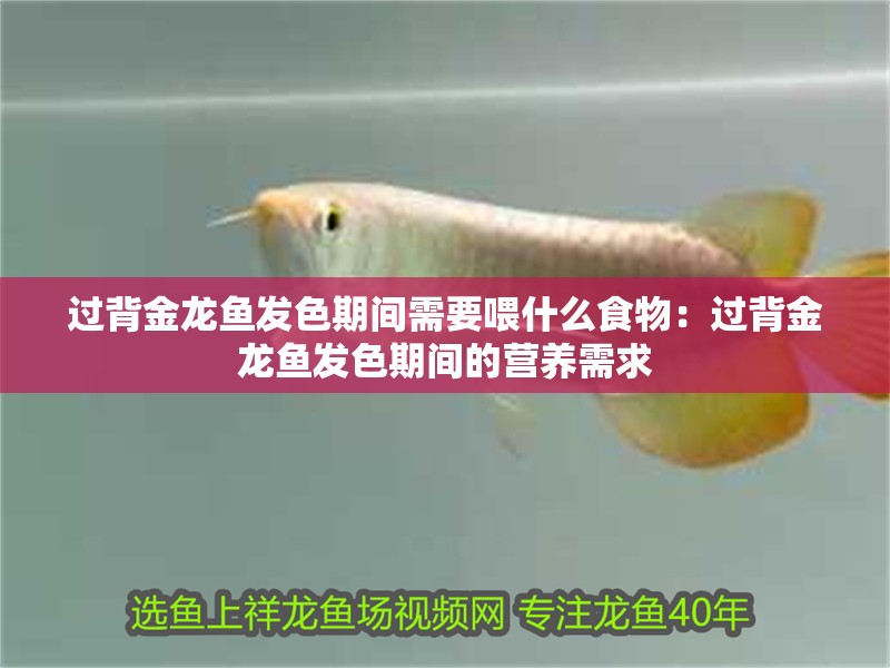 過背金龍魚發色期間需要喂什么食物：過背金龍魚發色期間的營養需求