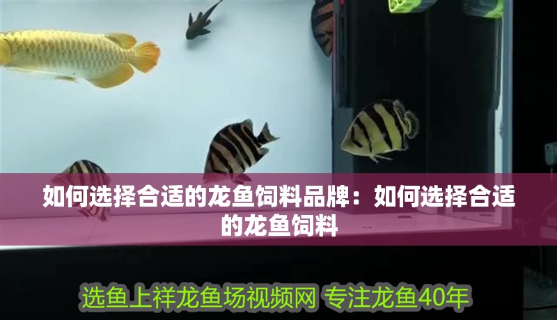 如何選擇合適的龍魚飼料品牌：如何選擇合適的龍魚飼料
