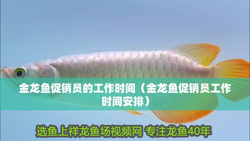 金龍魚促銷員的工作時間（金龍魚促銷員工作時間安排）