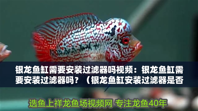 銀龍魚缸需要安裝過濾器嗎視頻：銀龍魚缸需要安裝過濾器嗎？（銀龍魚缸安裝過濾器是否需要安裝過濾器是否需要安裝過濾器）