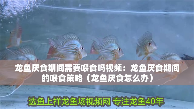 龍魚厭食期間需要喂食嗎視頻：龍魚厭食期間的喂食策略（龍魚厭食怎么辦）