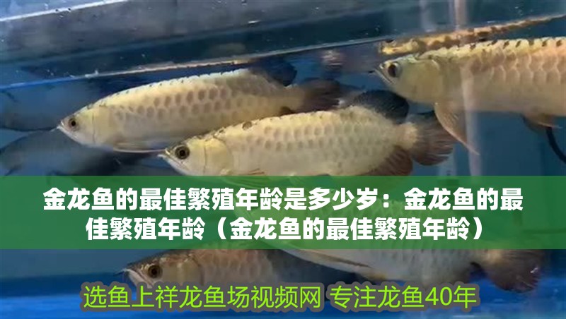 金龍魚的最佳繁殖年齡是多少歲：金龍魚的最佳繁殖年齡（金龍魚的最佳繁殖年齡）