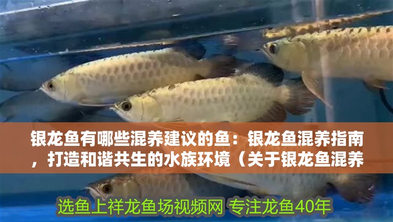 銀龍魚有哪些混養(yǎng)建議的魚：銀龍魚混養(yǎng)指南，打造和諧共生的水族環(huán)境（關(guān)于銀龍魚混養(yǎng)的一些建議）