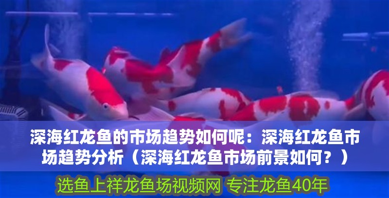 深海紅龍魚的市場趨勢如何呢：深海紅龍魚市場趨勢分析（深海紅龍魚市場前景如何？）