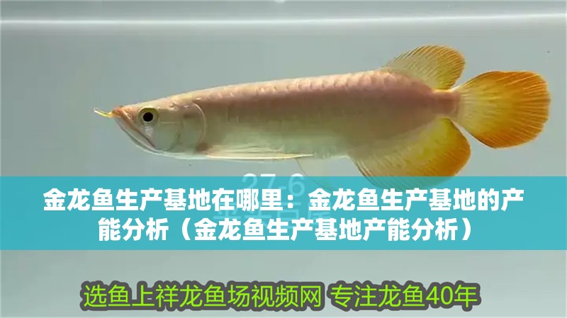 金龍魚生產(chǎn)基地在哪里：金龍魚生產(chǎn)基地的產(chǎn)能分析（金龍魚生產(chǎn)基地產(chǎn)能分析）