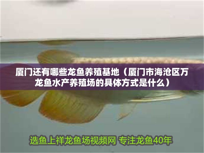 廈門還有哪些龍魚養殖基地（廈門市海滄區萬龍魚水產養殖場的具體方式是什么）