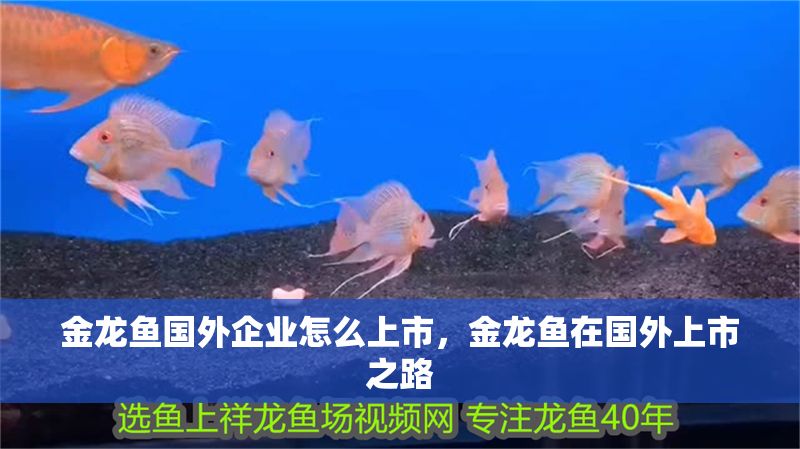 金龍魚國外企業怎么上市，金龍魚在國外上市之路 金龍魚國外企業怎么上市，金龍魚在國外上市之路 龍魚百科 第2張