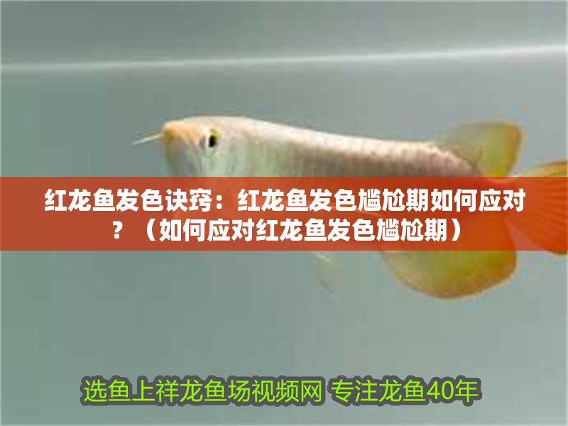 紅龍魚發色訣竅：紅龍魚發色尷尬期如何應對？（如何應對紅龍魚發色尷尬期）
