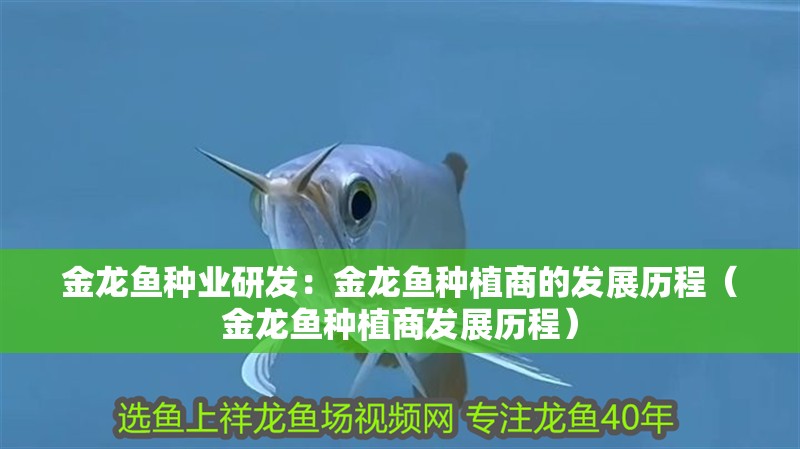 金龍魚種業研發：金龍魚種植商的發展歷程（金龍魚種植商發展歷程）